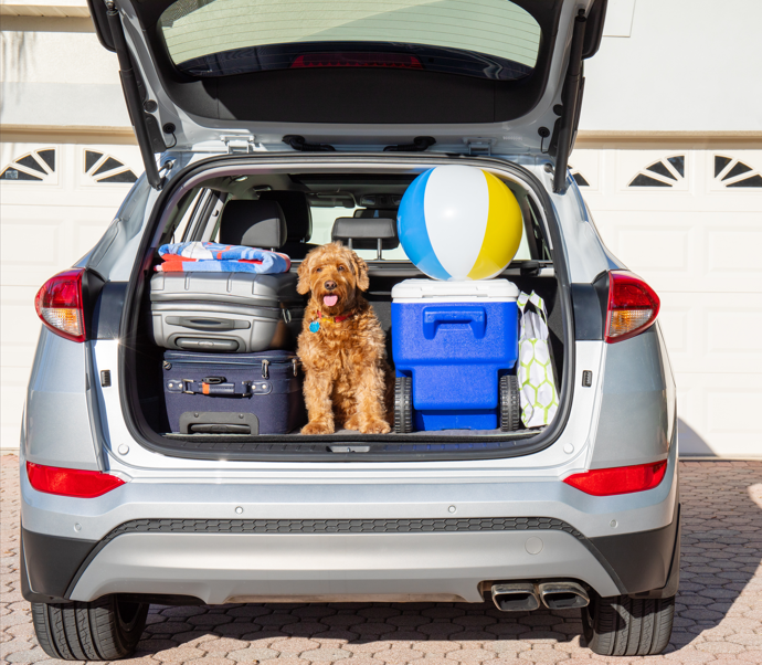 Oasis Rentals online car booking platform Auckland – book your vehicle in minutes
